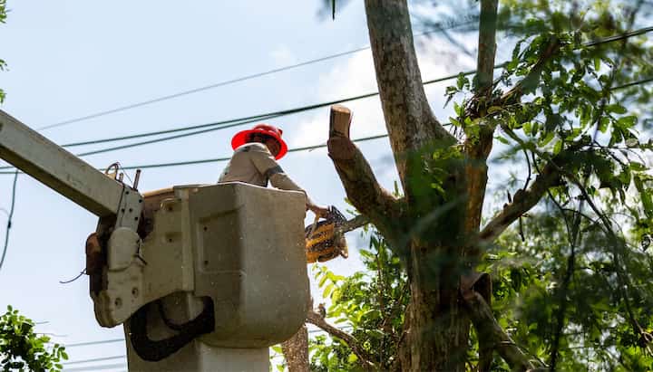 Tree care and maintenance services in Richmond