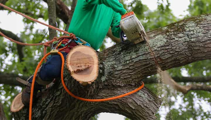 Relax with Richmond best tree removal.