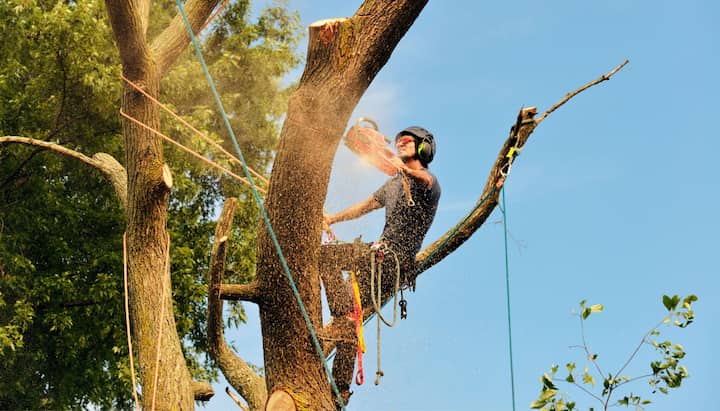 Richmond tree removal experts solve tree issues.